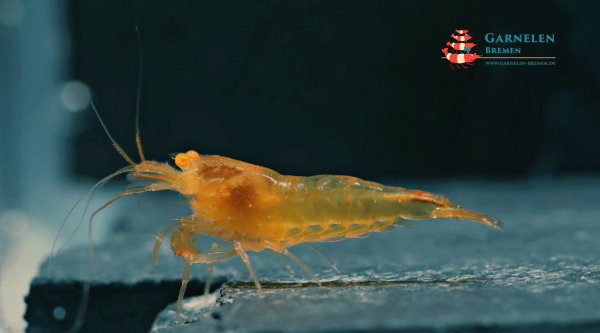 Orange King Kong oe Garnele